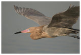 Reddish Egret Flying, Fort Desoto Park, Florida-Paper Art-62X42