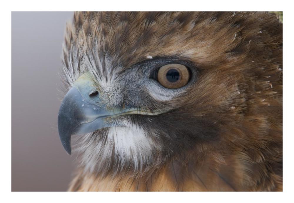 Red-Tailed Hawk, Howell Nature Center, Michigan-Paper Art-26X18
