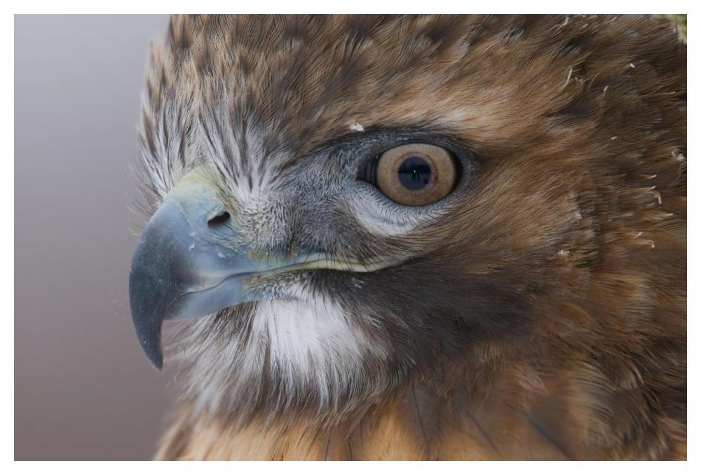 Red-Tailed Hawk, Howell Nature Center, Michigan-Paper Art-50X34