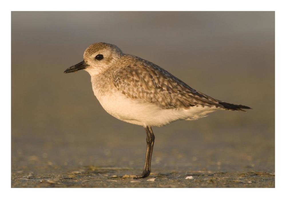 Black-Bellied Plover, Fort Desoto Park, Florida-Paper Art-26X18