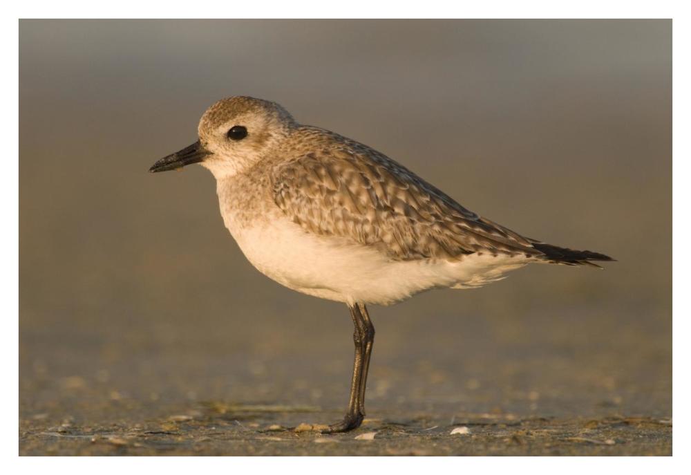Black-Bellied Plover, Fort Desoto Park, Florida-Paper Art-38X26