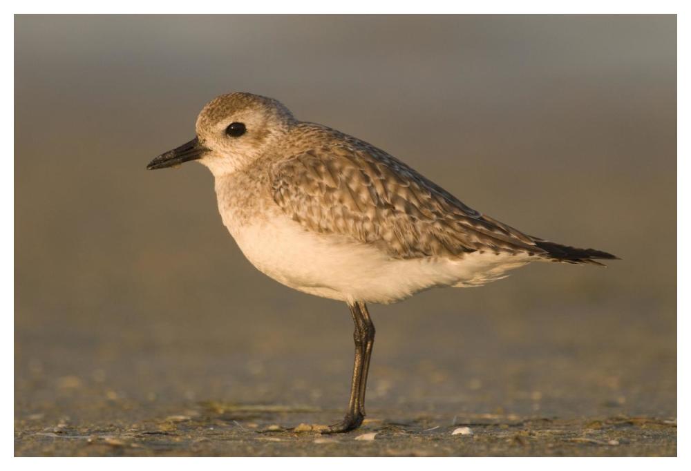 Black-Bellied Plover, Fort Desoto Park, Florida-Paper Art-50X34