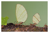 Leafcutter Ant Group Carrying Leaves, Costa Rica-Paper Art-20X14