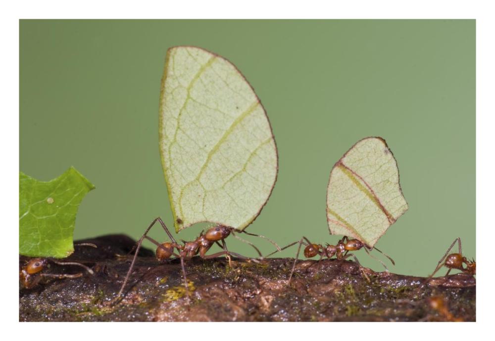 Leafcutter Ant Group Carrying Leaves, Costa Rica-Paper Art-26X18