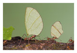 Leafcutter Ant Group Carrying Leaves, Costa Rica-Paper Art-26X18