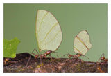 Leafcutter Ant Group Carrying Leaves, Costa Rica-Paper Art-32X22