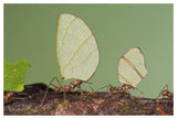 Leafcutter Ant Group Carrying Leaves, Costa Rica-Paper Art-50X34