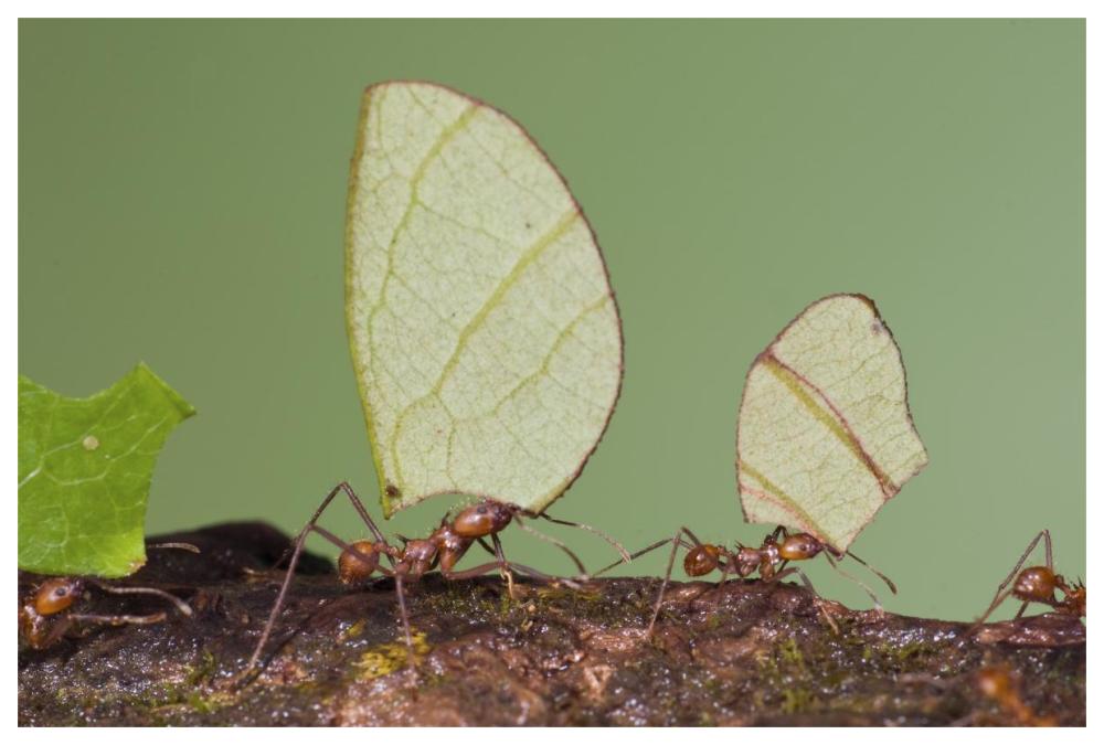 Leafcutter Ant Group Carrying Leaves, Costa Rica-Paper Art-62X42
