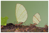 Leafcutter Ant Group Carrying Leaves, Costa Rica-Paper Art-62X42