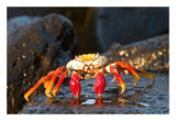 Sally Lightfoot Crab, Galapagos Islands, Ecuador-Paper Art-26X18