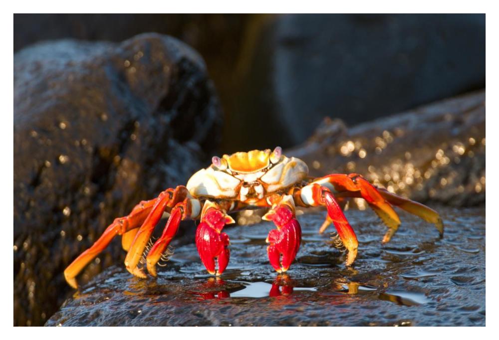 Sally Lightfoot Crab, Galapagos Islands, Ecuador-Paper Art-38X26