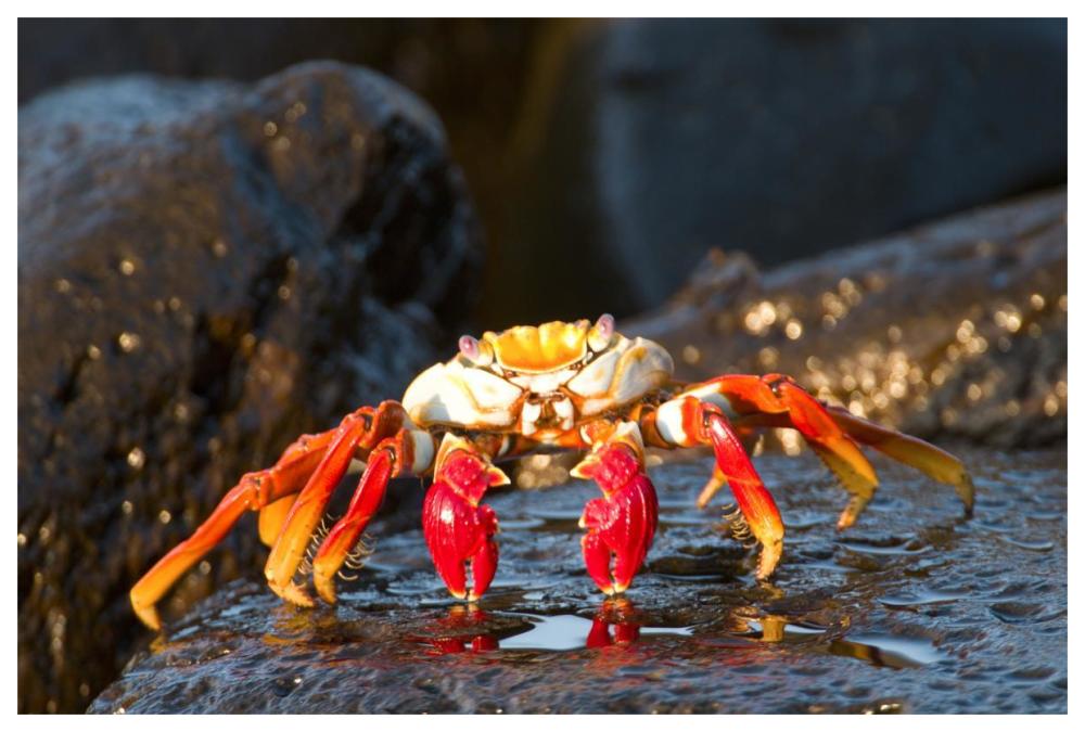 Sally Lightfoot Crab, Galapagos Islands, Ecuador-Paper Art-62X42
