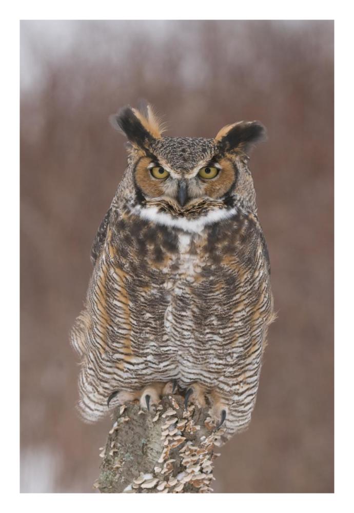 Great Horned Owl, Howell Nature Center, Michigan-Paper Art-18X26