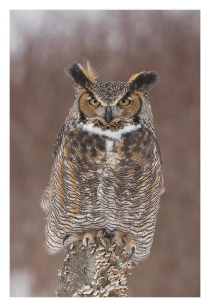 Great Horned Owl, Howell Nature Center, Michigan-Paper Art-22X32