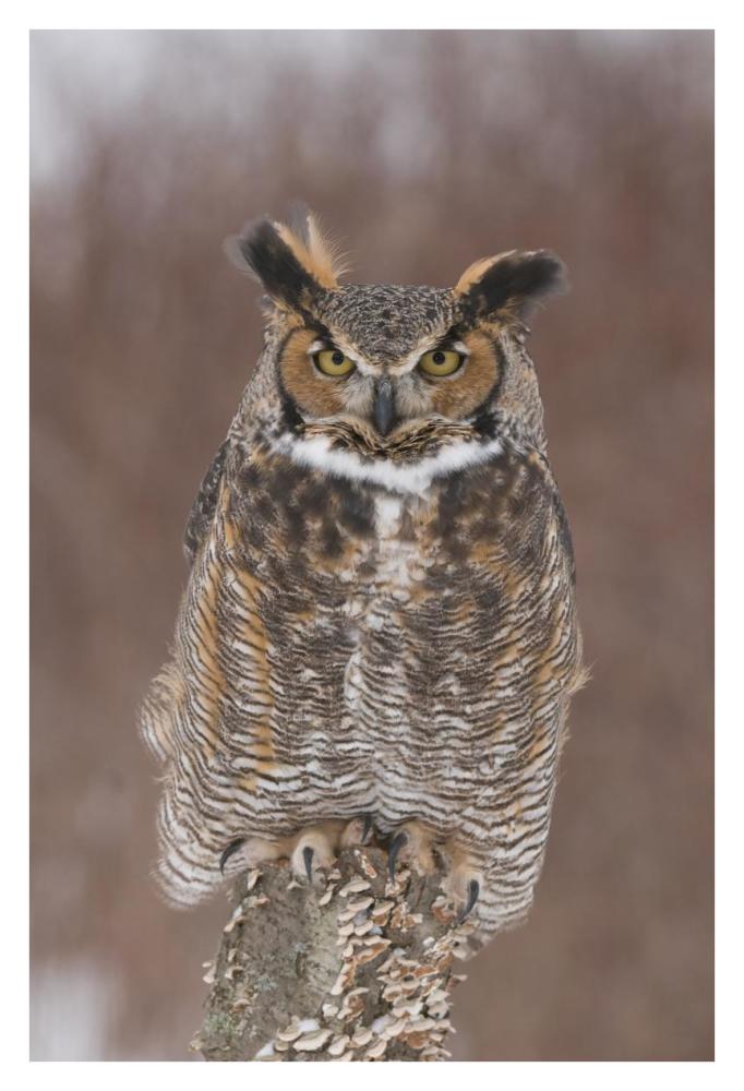 Great Horned Owl, Howell Nature Center, Michigan-Paper Art-26X38