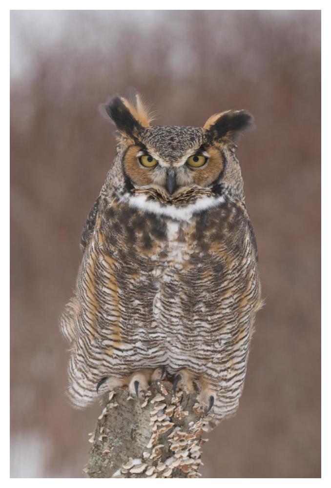 Great Horned Owl, Howell Nature Center, Michigan-Paper Art-34X50