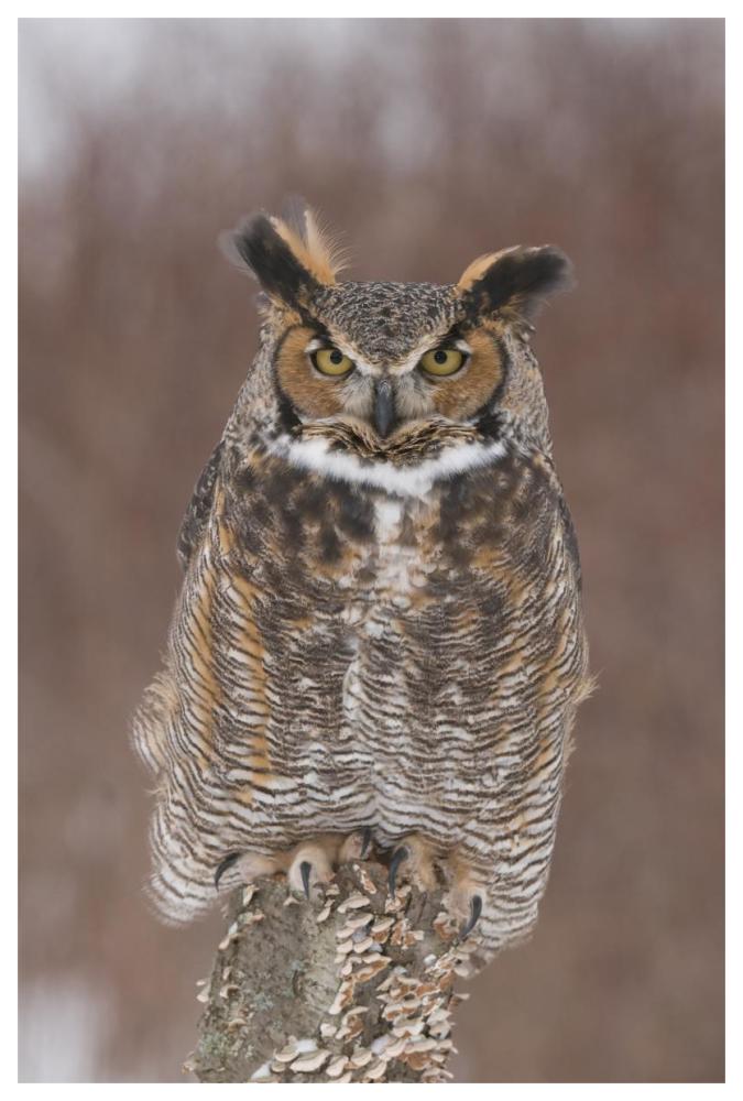 Great Horned Owl, Howell Nature Center, Michigan-Paper Art-42X62