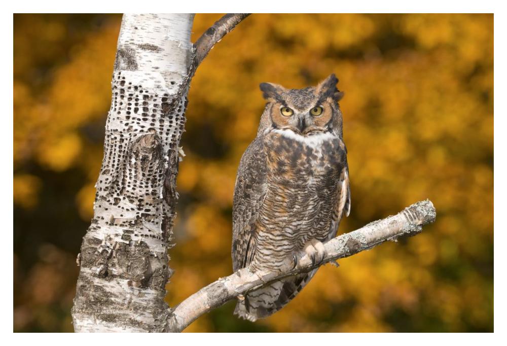 Great Horned Owl, Howell Nature Center, Michigan-Paper Art-20X14