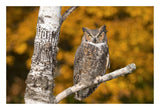 Great Horned Owl, Howell Nature Center, Michigan-Paper Art-26X18