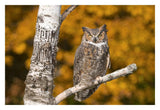 Great Horned Owl, Howell Nature Center, Michigan-Paper Art-32X22
