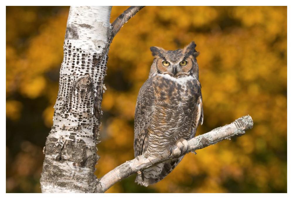 Great Horned Owl, Howell Nature Center, Michigan-Paper Art-50X34