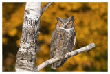 Great Horned Owl, Howell Nature Center, Michigan-Paper Art-50X34