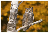 Great Horned Owl, Howell Nature Center, Michigan-Paper Art-62X42