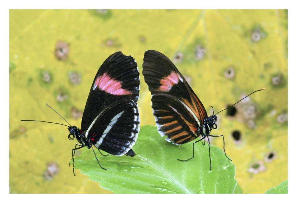Crimson-Patched Longwing Butterfly Pair, Ecuador-Paper Art-32X22