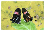 Crimson-Patched Longwing Butterfly Pair, Ecuador-Paper Art-32X22