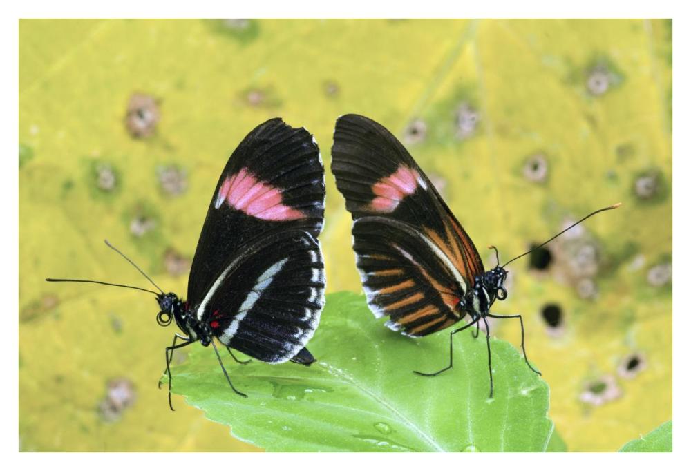 Crimson-Patched Longwing Butterfly Pair, Ecuador-Paper Art-38X26