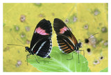 Crimson-Patched Longwing Butterfly Pair, Ecuador-Paper Art-38X26