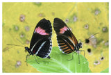 Crimson-Patched Longwing Butterfly Pair, Ecuador-Paper Art-50X34