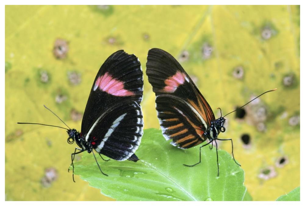 Crimson-Patched Longwing Butterfly Pair, Ecuador-Paper Art-62X42