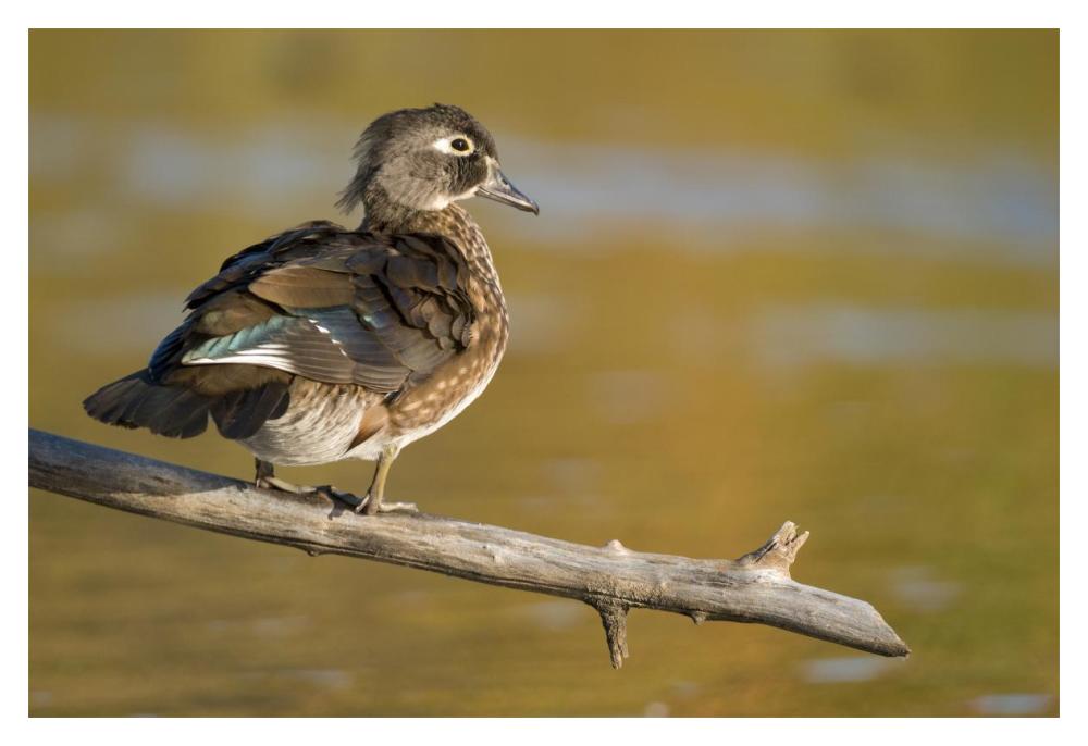 Wood Duck Female, North Chagrin Reservation, Ohio-Paper Art-20X14