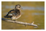 Wood Duck Female, North Chagrin Reservation, Ohio-Paper Art-32X22
