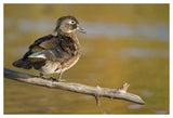Wood Duck Female, North Chagrin Reservation, Ohio-Paper Art-50X34
