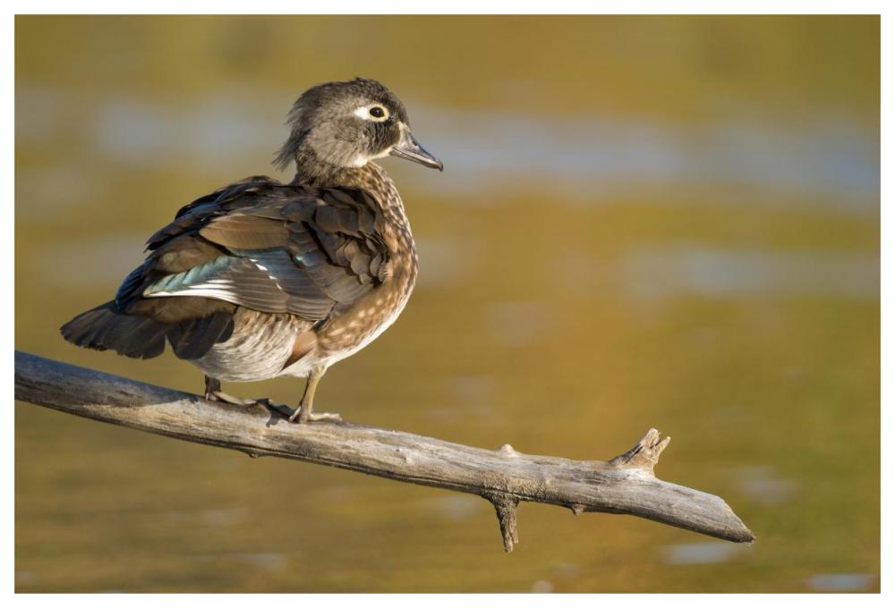 Wood Duck Female, North Chagrin Reservation, Ohio-Paper Art-62X42