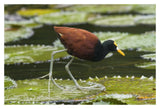 Northern Jacana Foraging On Lily Pads, Costa Rica-Paper Art-20X14