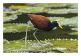 Northern Jacana Foraging On Lily Pads, Costa Rica-Paper Art-26X18