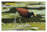 Northern Jacana Foraging On Lily Pads, Costa Rica-Paper Art-32X22