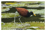Northern Jacana Foraging On Lily Pads, Costa Rica-Paper Art-38X26
