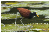 Northern Jacana Foraging On Lily Pads, Costa Rica-Paper Art-50X34