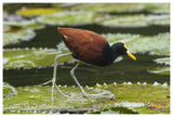 Northern Jacana Foraging On Lily Pads, Costa Rica-Paper Art-62X42