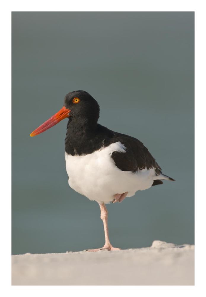 American Oystercatcher, Fort Desoto Park, Florida-Paper Art-18X26