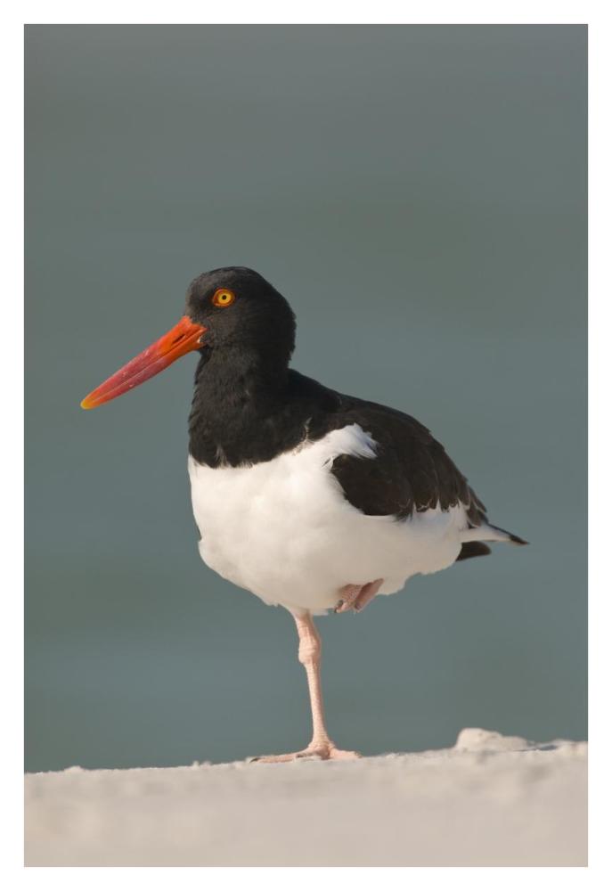 American Oystercatcher, Fort Desoto Park, Florida-Paper Art-26X38