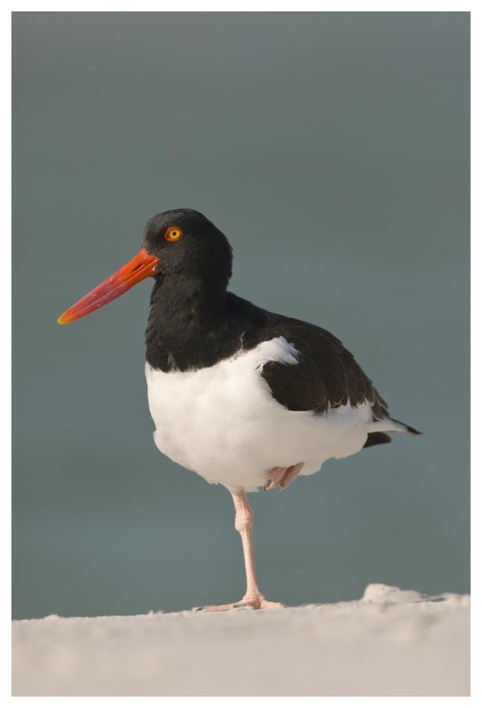 American Oystercatcher, Fort Desoto Park, Florida-Paper Art-42X62