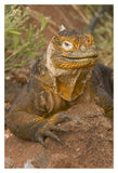Galapagos Land Iguana, Galapagos Islands, Ecuador-Paper Art-14X20