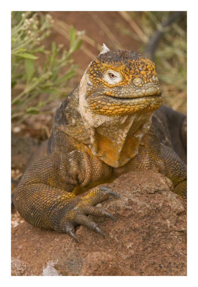 Galapagos Land Iguana, Galapagos Islands, Ecuador-Paper Art-18X26