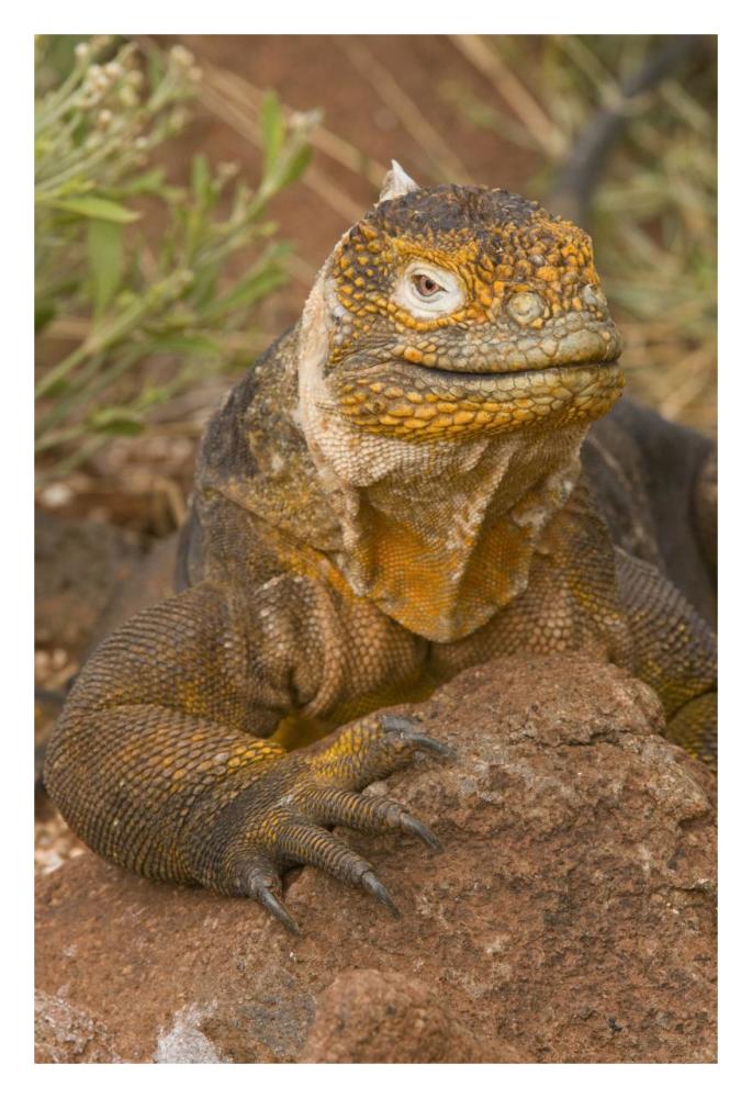 Galapagos Land Iguana, Galapagos Islands, Ecuador-Paper Art-22X32