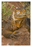 Galapagos Land Iguana, Galapagos Islands, Ecuador-Paper Art-22X32
